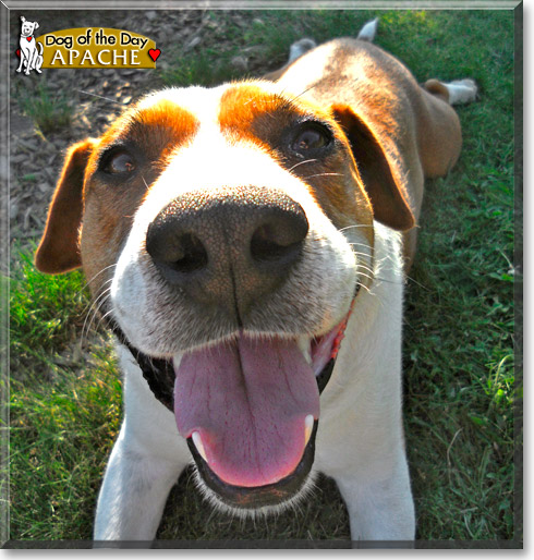 Apache, the Dog of the Day Apache, the Dog of the Day