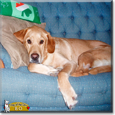 Bo, the Dog of the Day