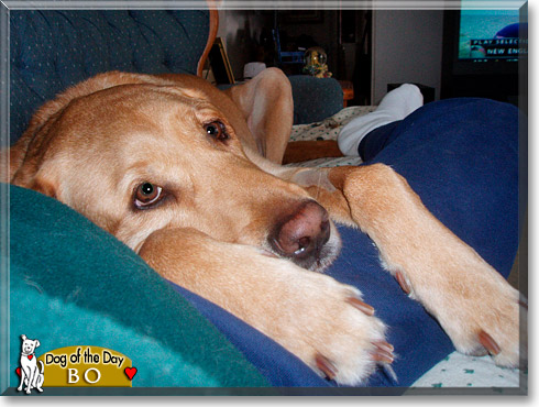 Bo, the Dog of the Day