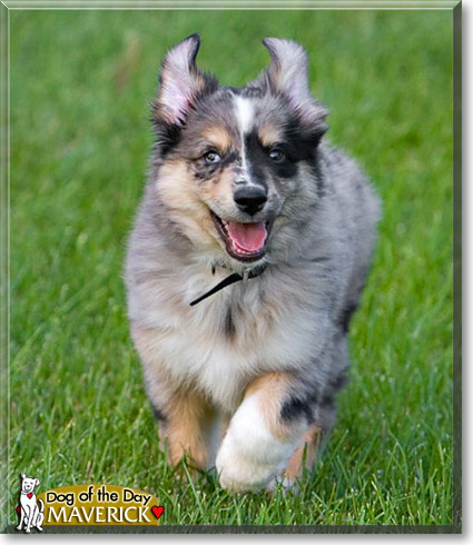 Maverick, the Dog of the Day