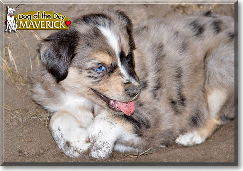 Maverick, the Dog of the Day
