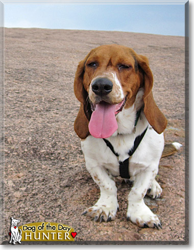 Hunter, the Dog of the Day