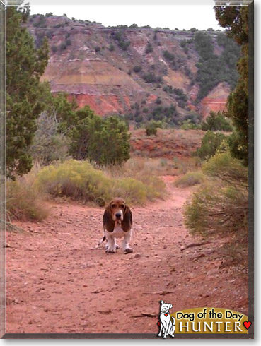 Hunter, the Dog of the Day