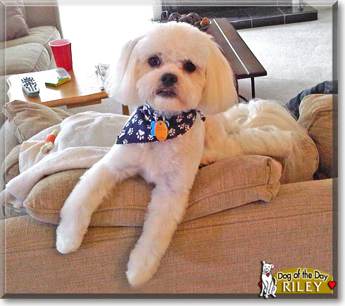 Riley, the Dog of the Day