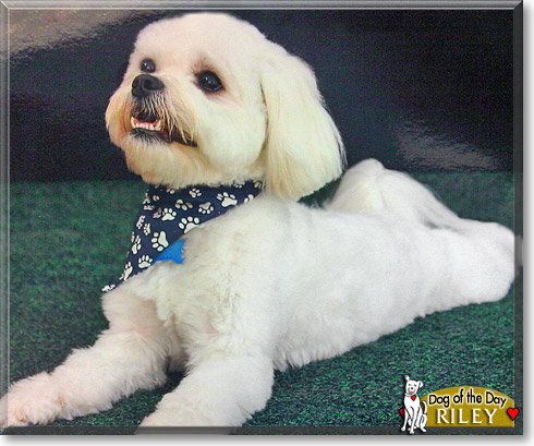 Riley, the Dog of the Day