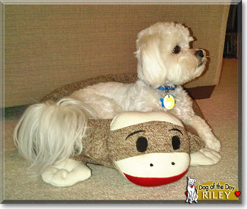 Riley, the Dog of the Day