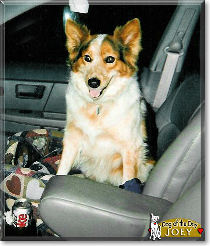Joey, the Dog of the Day
