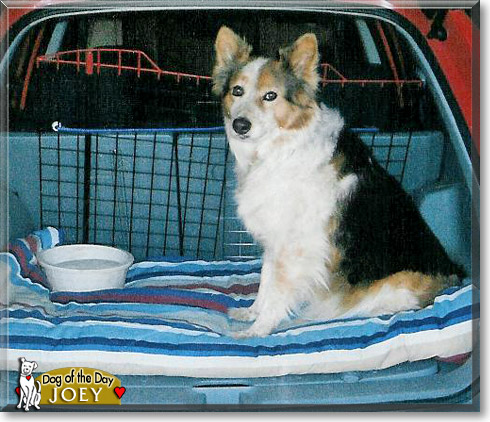Joey, the Dog of the Day
