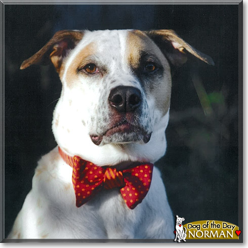Norman, the Dog of the Day