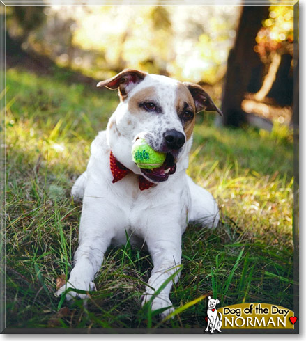 Norman, the Dog of the Day