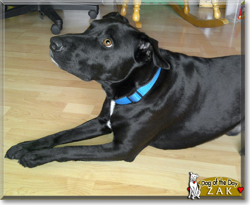 Zak, the Dog of the Day