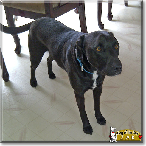Zak, the Dog of the Day