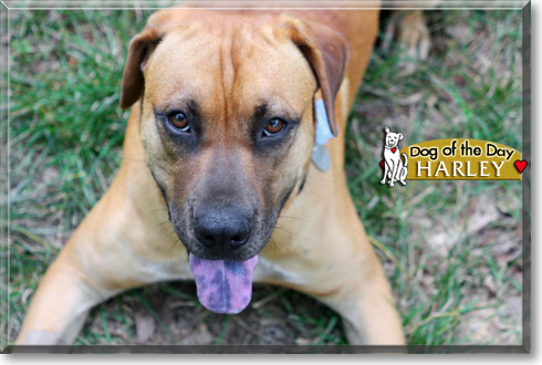Harley, the Dog of the Day