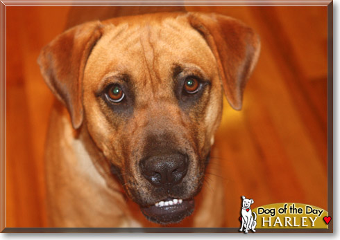 Harley, the Dog of the Day
