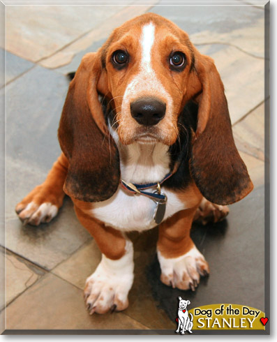 Stanley, the Dog of the Day