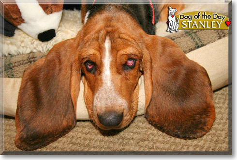Stanley, the Dog of the Day