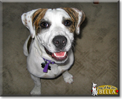 Bella, the Dog of the Day