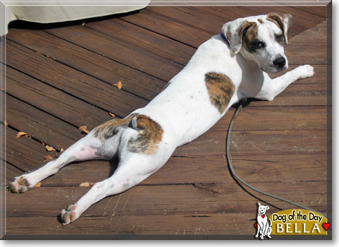 Bella, the Dog of the Day