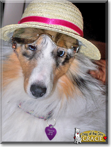 Gracie, the Dog of the Day