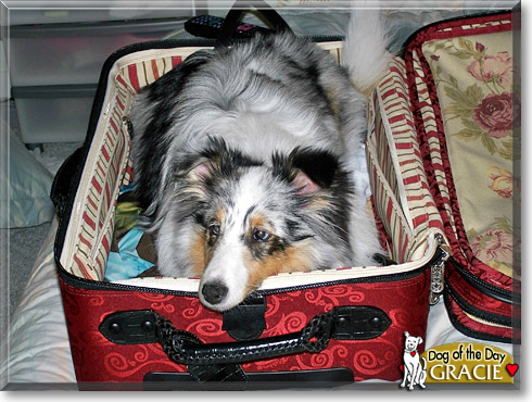 Gracie, the Dog of the Day