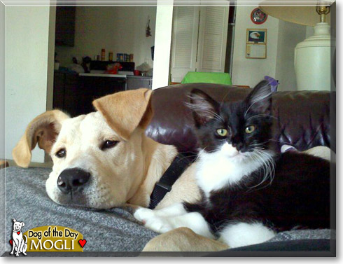 Mogli, the Dog of the Day Mogli, the Dog of the Day