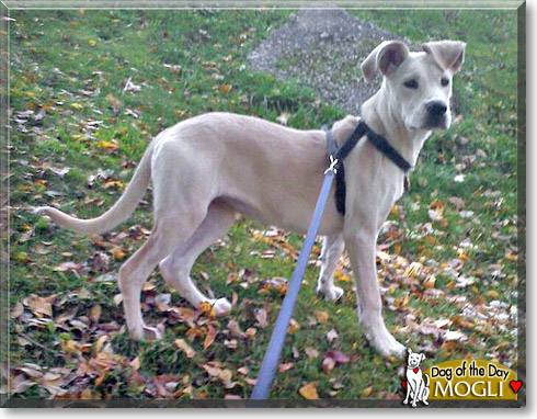 Mogli, the Dog of the Day Mogli, the Dog of the Day