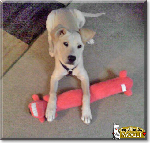 Mogli, the Dog of the Day Mogli, the Dog of the Day