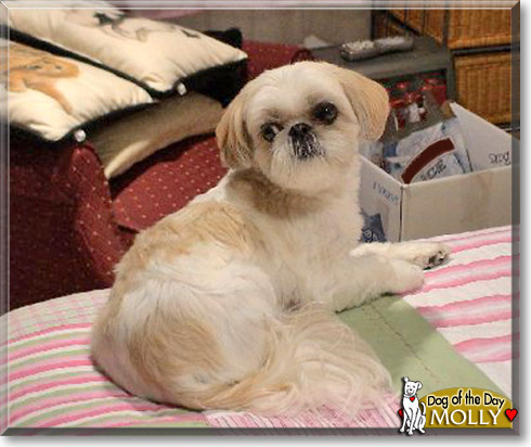 Molly, the Dog of the Day Molly, the Dog of the Day