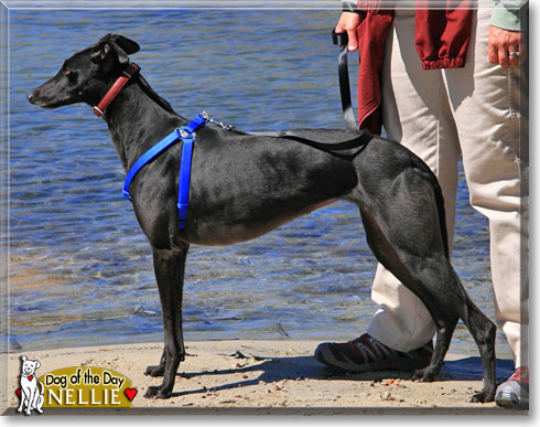 Nellie, the Dog of the Day