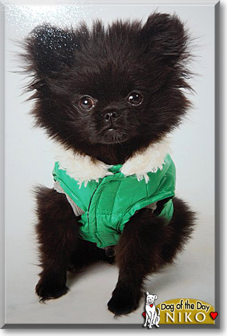 Niko, the Dog of the Day