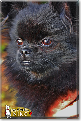 Niko, the Dog of the Day
