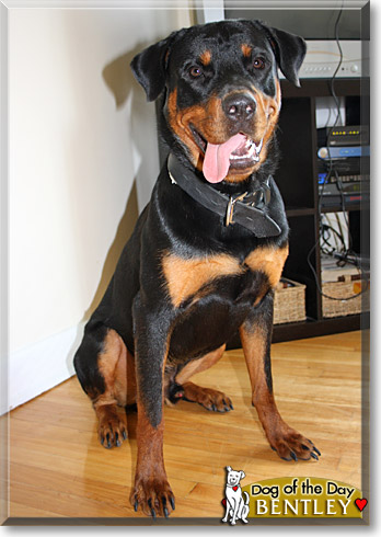 Bentley, the Dog of the Day