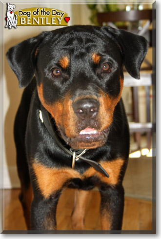 Bentley, the Dog of the Day