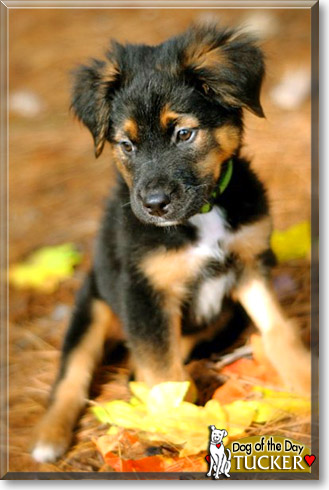 Tucker, the Dog of the Day