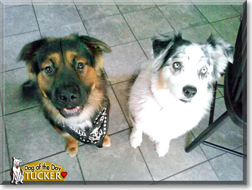 Tucker, the Dog of the Day