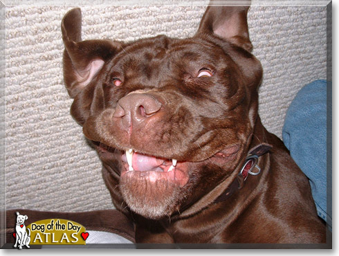 Atlas, the Dog of the Day