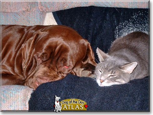 Atlas, the Dog of the Day