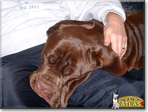 Atlas, the Dog of the Day