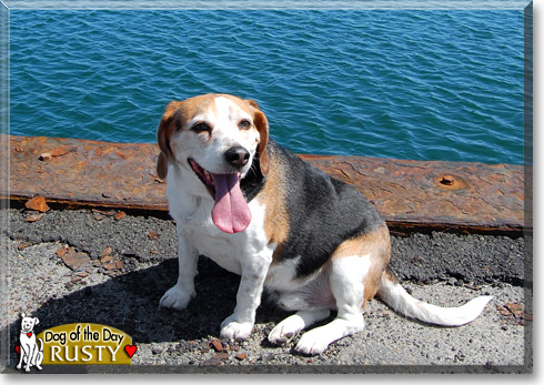 Rusty, the Dog of the Day Rusty, the Dog of the Day