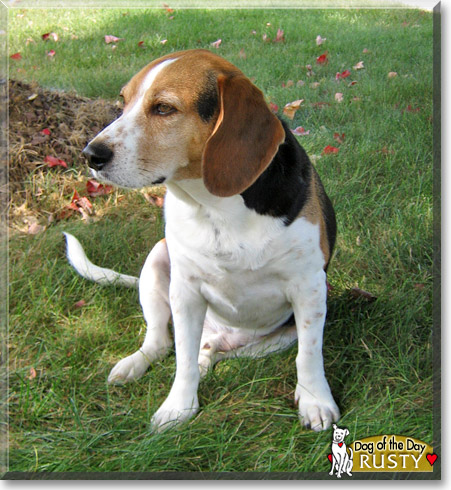 Rusty, the Dog of the Day Rusty, the Dog of the Day