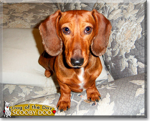 Scooby-Doo, the Dog of the Day