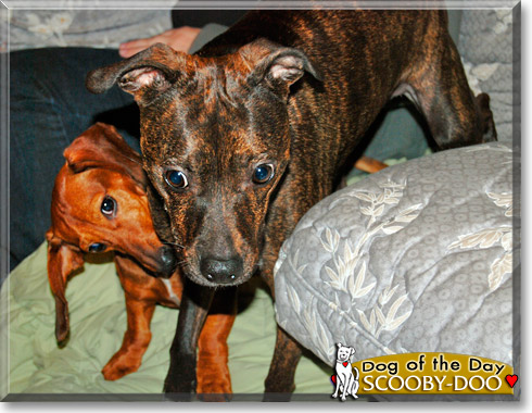 Scooby-Doo, the Dog of the Day