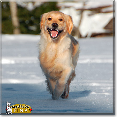 Fina, the Dog of the Day