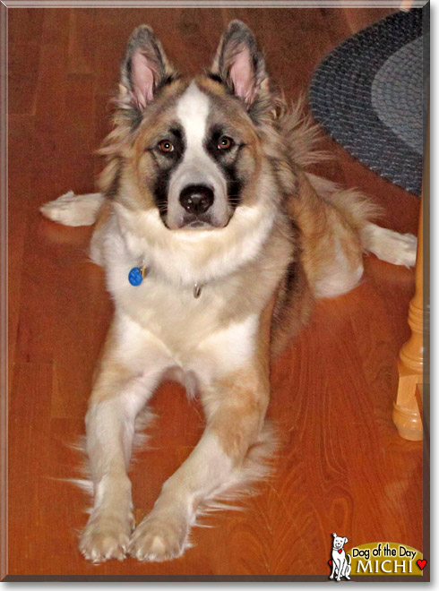 Michi, the Dog of the Day