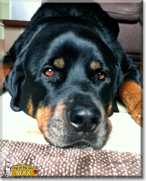 Max, the Dog of the Day Max, the Dog of the Day