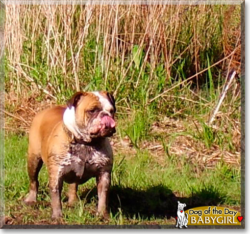 Babygirl, the Dog of the Day Babygirl, the Dog of the Day