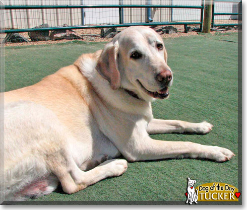 Tucker, the Dog of the Day