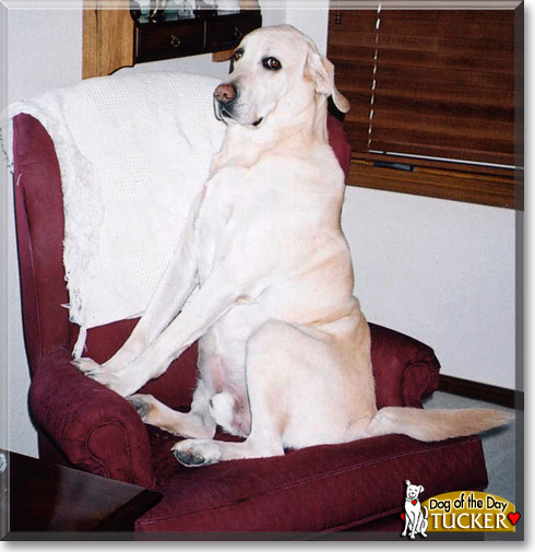 Tucker, the Dog of the Day