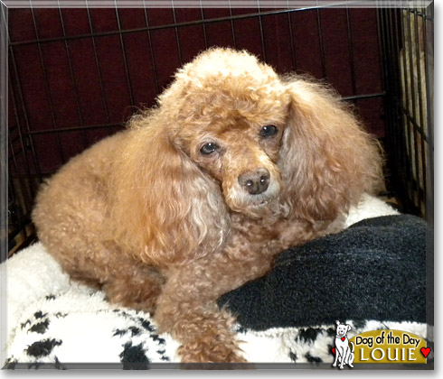 Louie, the Dog of the Day Louie, the Dog of the Day
