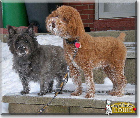 Louie, the Dog of the Day Louie, the Dog of the Day
